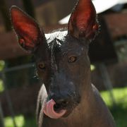 Wonderland Itar JENIFER LAURET 2