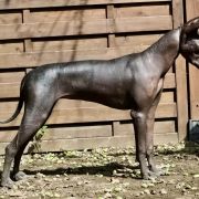 Wonderland Itar JENIFER LAURET 3