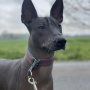 Wonderland Itar JENIFER LAURET