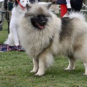 XANTIA Logones S.N. 2