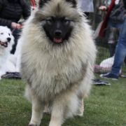 XANTIA Logones S.N. 3