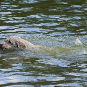 XANTOBELLA Bona Espero (FCI)