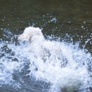 XANTOBELLA Bona Espero (FCI)