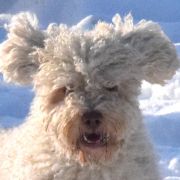 XANTOBELLA Bona Espero (FCI)