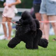 XENA THE ONLY ONE WARRIOR PRINCESS Czarna Fuga