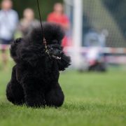 XENA THE ONLY ONE WARRIOR PRINCESS Czarna Fuga 2