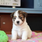 Yaskier Gwiazda Podhala 