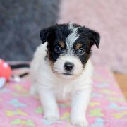 Yaspis Gwiazda Podhala 