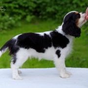 YAZZIE Aldaha Gold 2