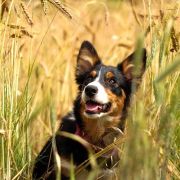 YELLOW BUTTERFLY Border Song