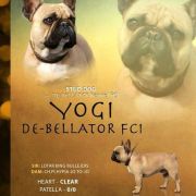 YOGI DE-BELLATOR