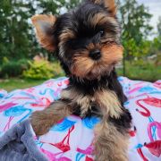 Yorkshire terrier 