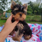 Yorkshire terrier 2