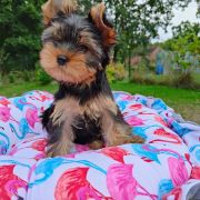Yorkshire terrier 3