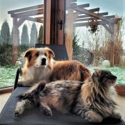 YOSHI Border Squad (FCI)