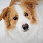 YOSHI Border Squad (FCI)