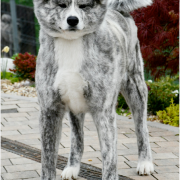 Yumetorame Go Fuen No Oka 2