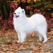 YUMI QUEEN OF THE NORTH Pagabo