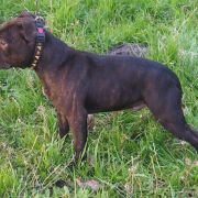 Yupiter, Yolie, Yasmin 3