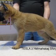 z Hetmańskiej Sfory miot T