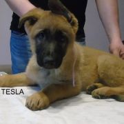 z Hetmańskiej Sfory miot T