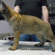 z Hetmańskiej Sfory miot T