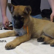 z Hetmańskiej Sfory miot T