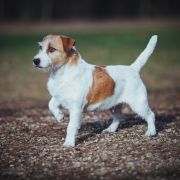 Z Ledulandu Concepcion Mercedes