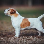 Z Ledulandu Concepcion Mercedes 2