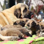 Z - „Zgrana Zgraja” 2