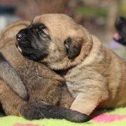 Z - „Zgrana Zgraja” 3