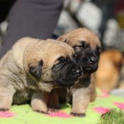 Z - „Zgrana Zgraja” 4