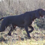 ZACHAR ze Snu Nemroda 2