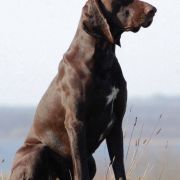 ZACHAR ze Snu Nemroda 3