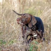 ZACHAR ze Snu Nemroda 4