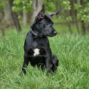 ZANETTI Dream Of Coffee FCI 