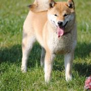 Zan’yo z Lasów Godzieskich