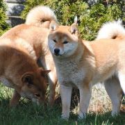 Zan’yo z Lasów Godzieskich 2