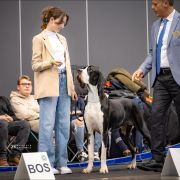 ZARA Scarlet Diamond FCI