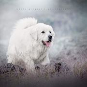 ŹDZIEBKO PANNY KU OWCOM