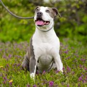 ZEALOUS HEART Prime Touch