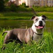 ZEALOUS HEART Prime Touch