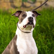 ZEALOUS HEART Prime Touch