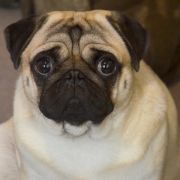 ZĘBUSZKA Czar Olbrzyma