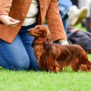 ZEFIR ze Sfory Cętkowanej 2