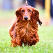 ZEFIR ze Sfory Cętkowanej 3