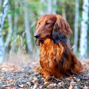 ZEFIR ze Sfory Cętkowanej 4