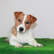 Ch.PL Ch.MNE Gr.Ch.MNE ZEUS from Maska-Hunter 