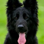  Zilber Vasserfal Arabika