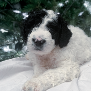 M jak miłość która rozkwita wiosną 3